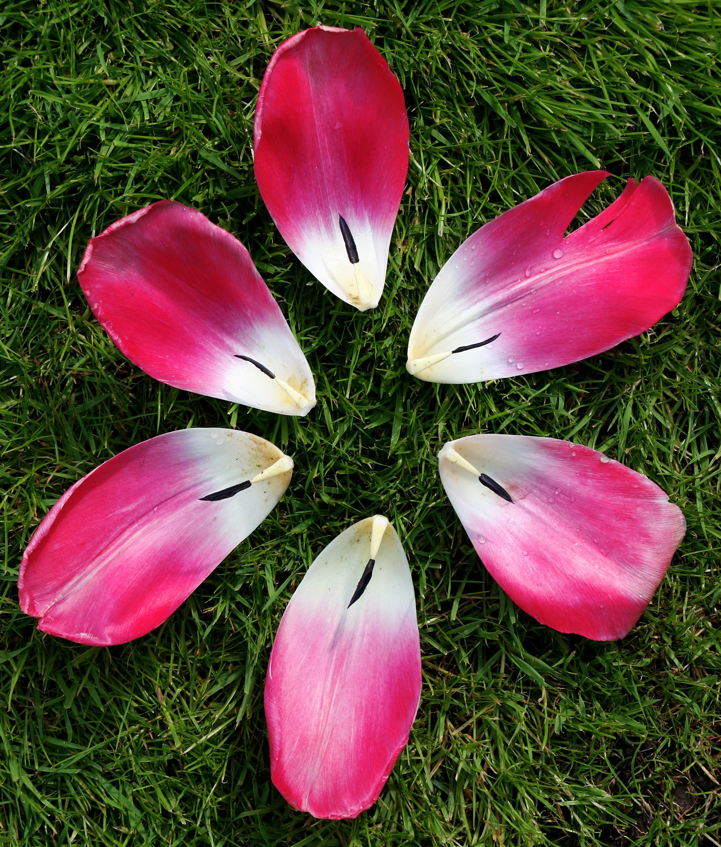 6 pink flower petals