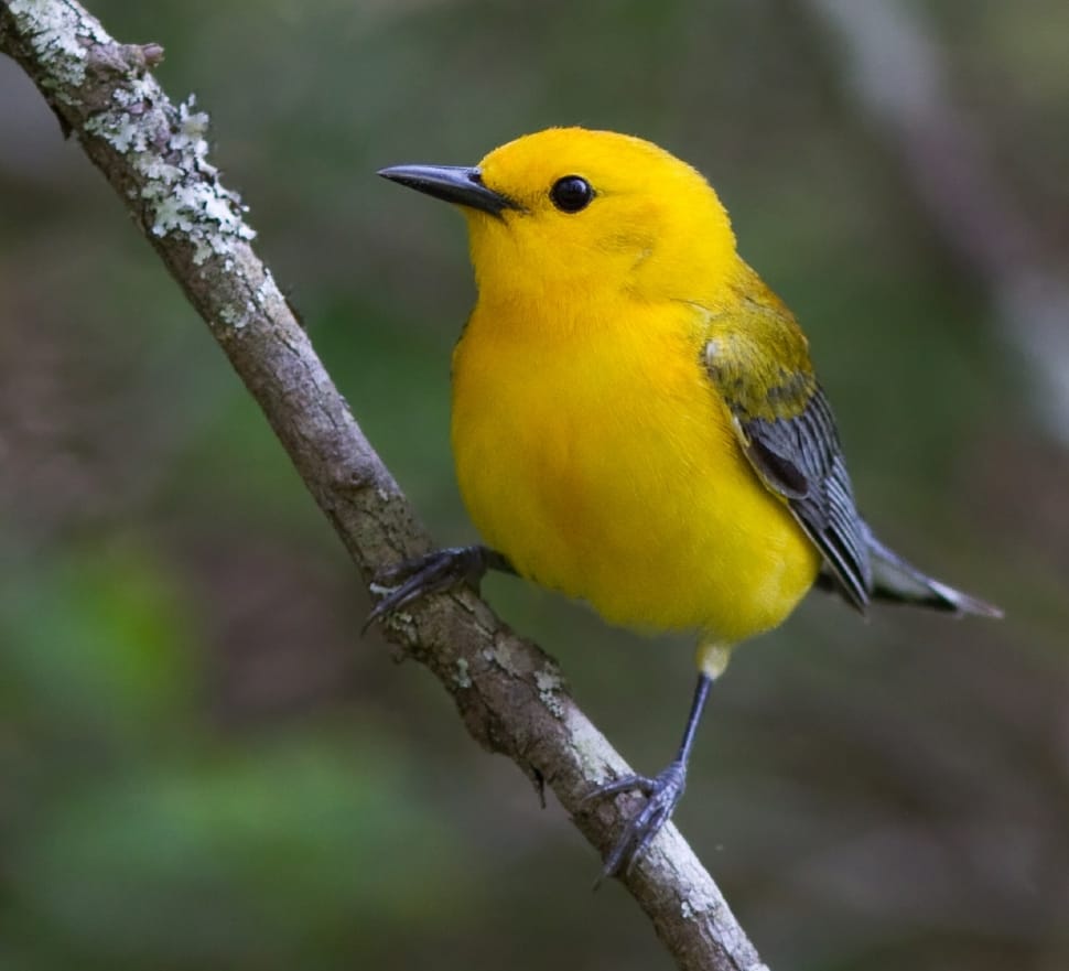 yellow and black bird on gray tree branch preview