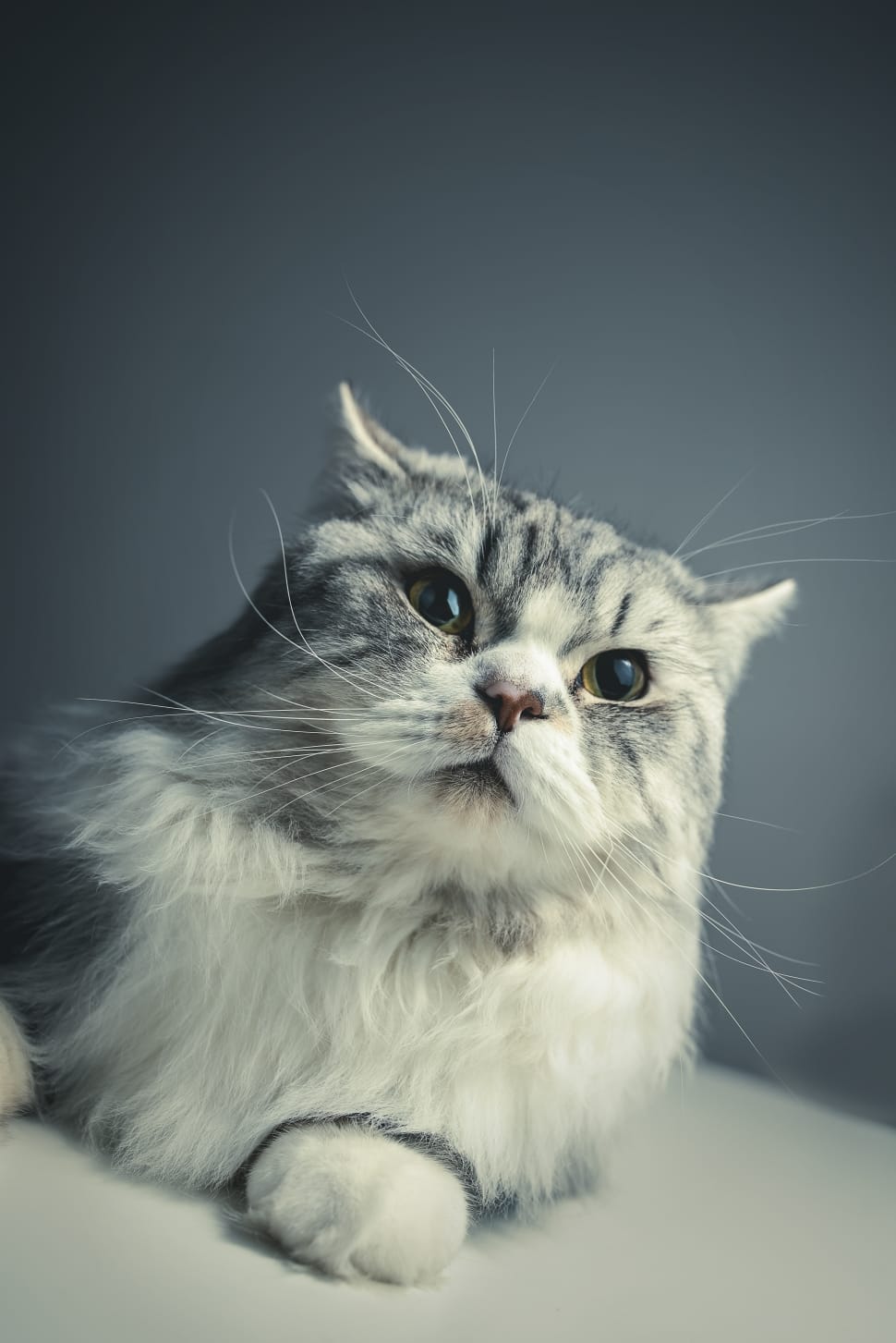 white and grey persian cat preview