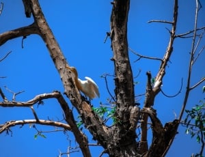 white and brown feathered bird on bare tree thumbnail