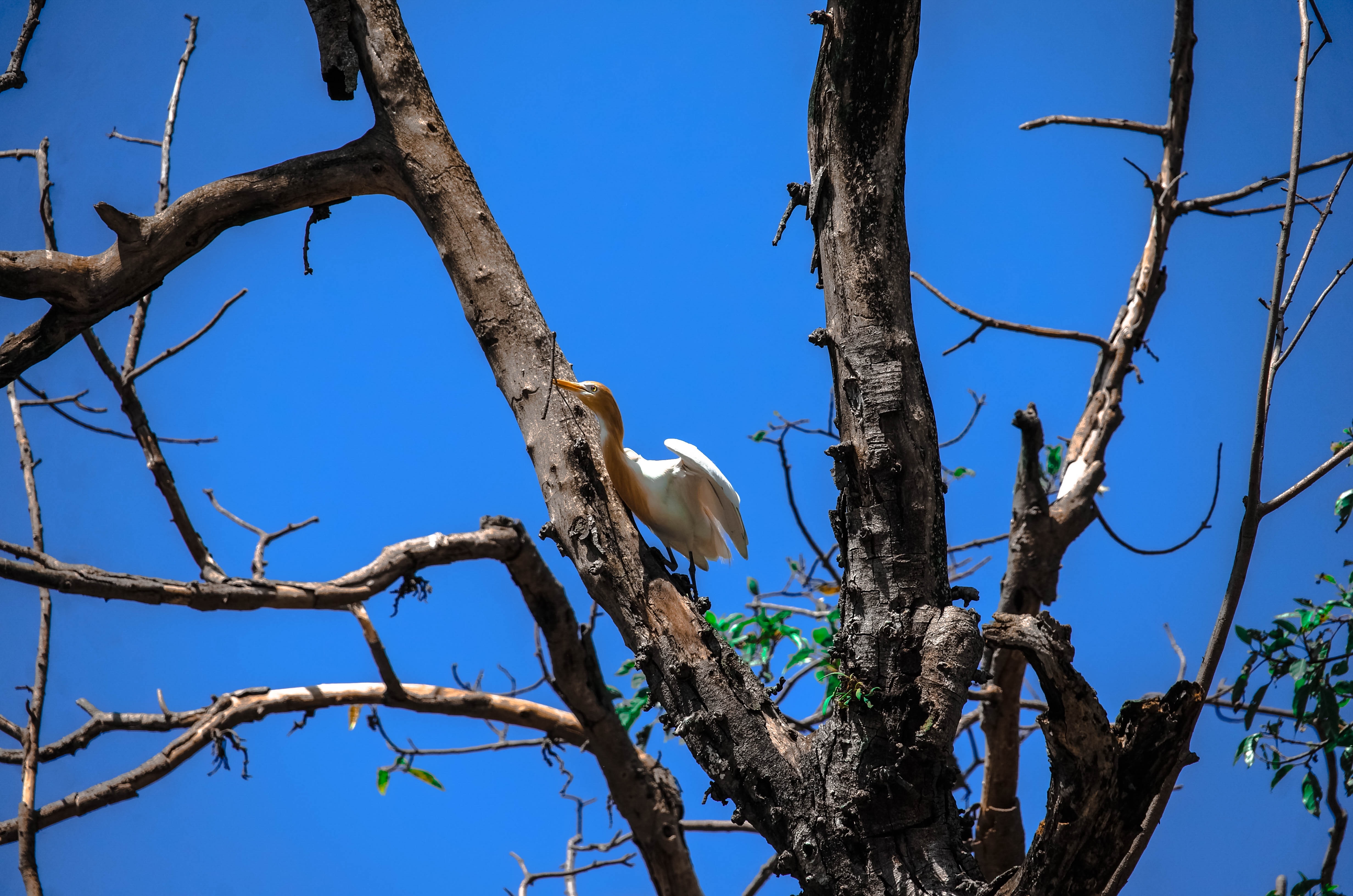 white and brown feathered bird on bare tree