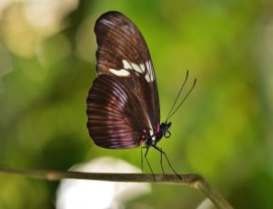 brown butterfly on tree branch during daytime thumbnail