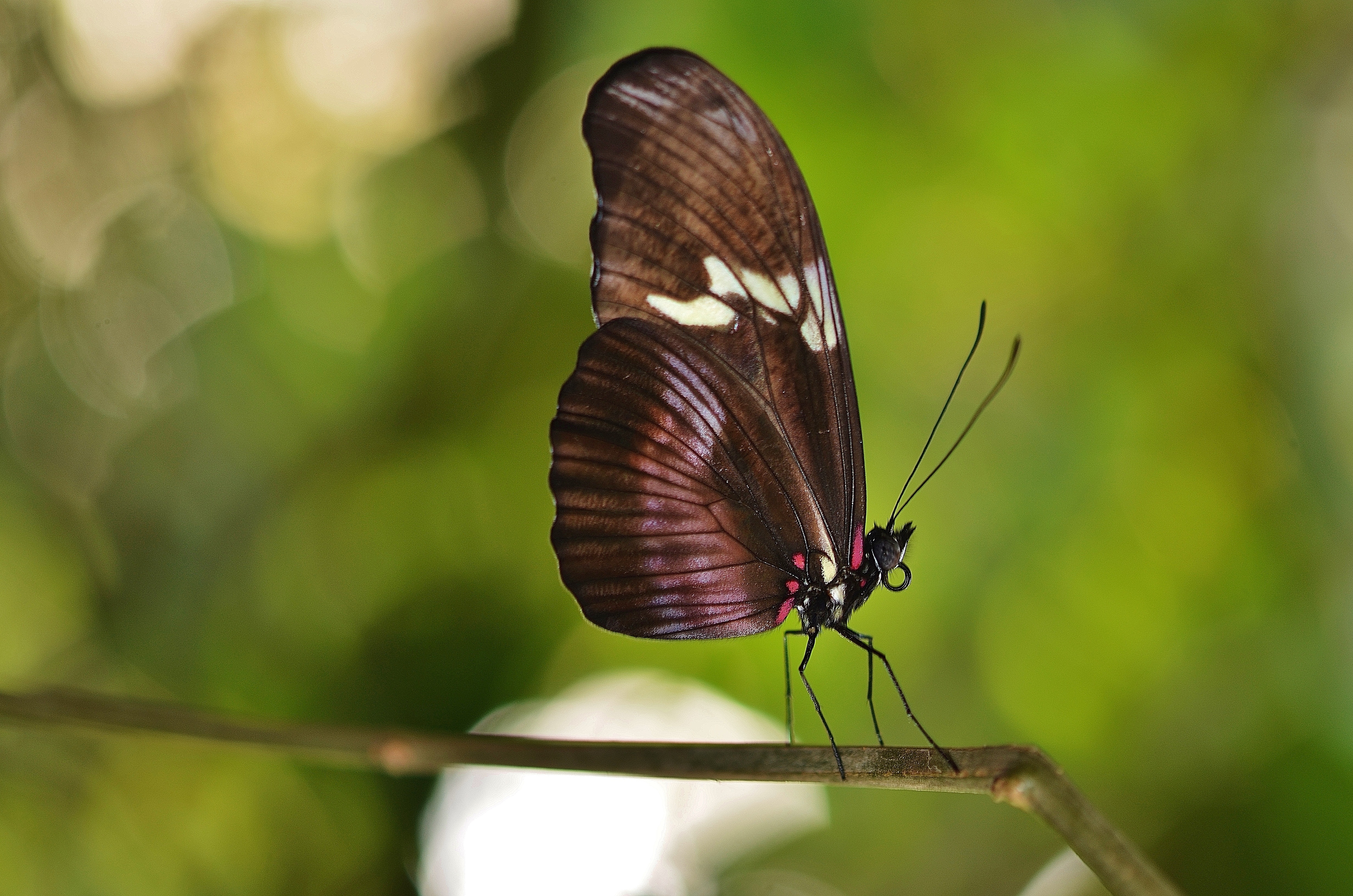 brown butterfly on tree branch during daytime