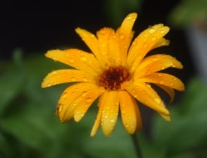 yellow  flower thumbnail