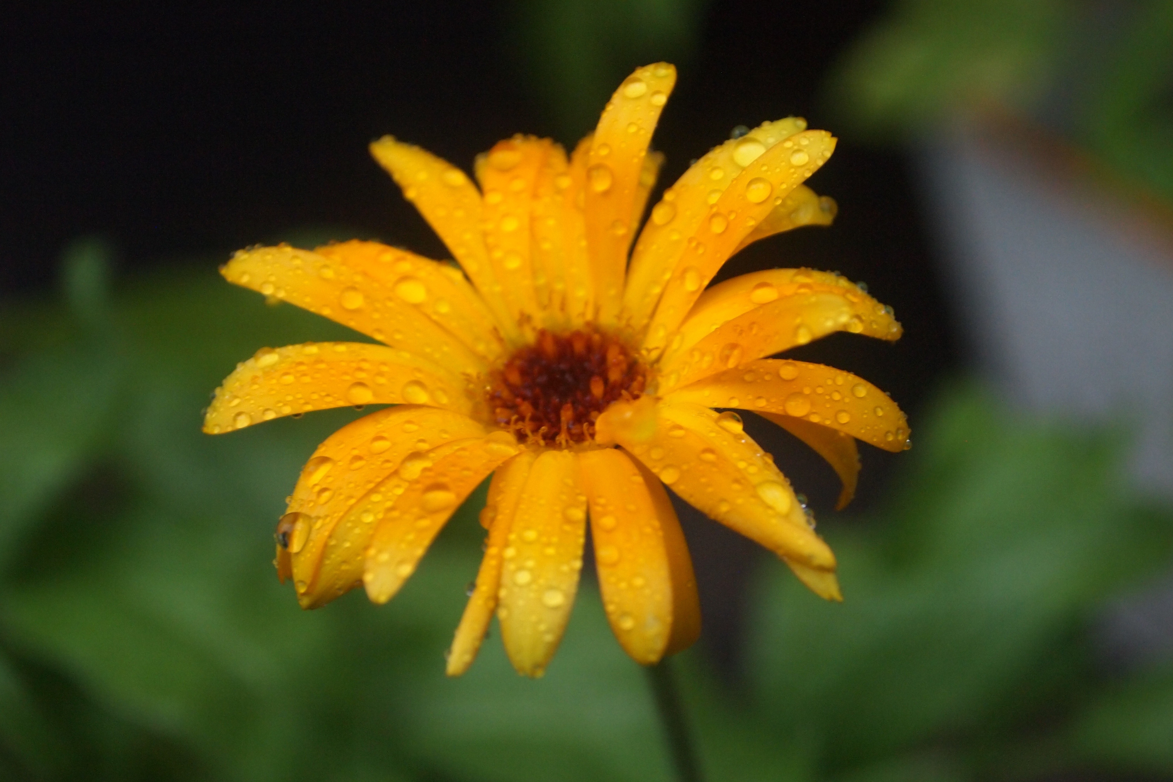 yellow  flower