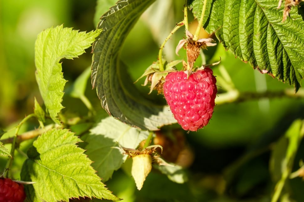red raspberry fruit preview