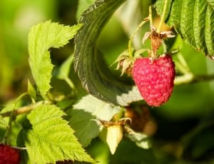 red raspberry fruit thumbnail