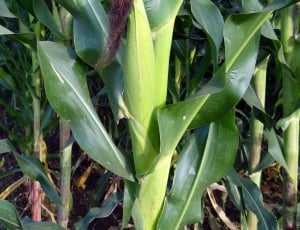Crop, Corn, Cultivation, Maize, vegetable, green color thumbnail