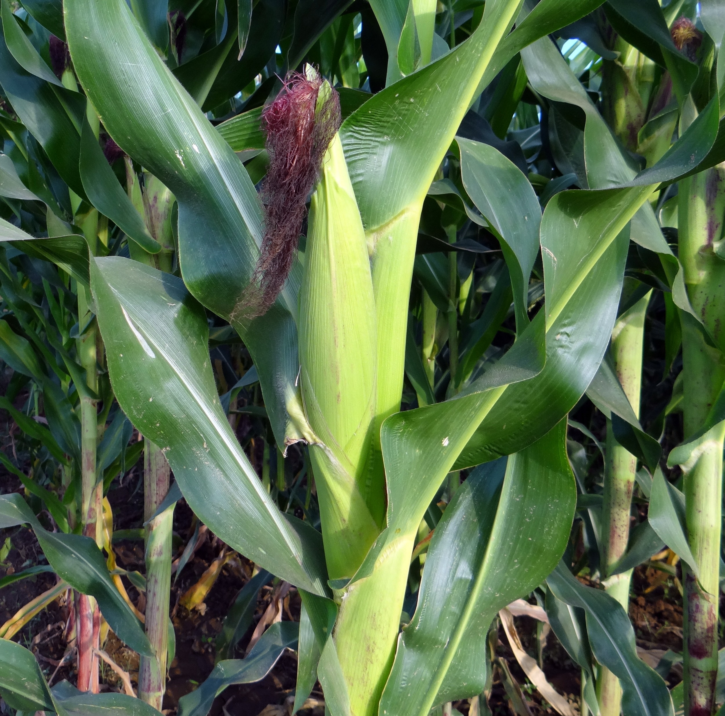 Crop, Corn, Cultivation, Maize, vegetable, green color