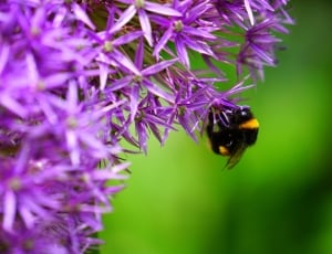 bumble bee on purple petaled flower thumbnail