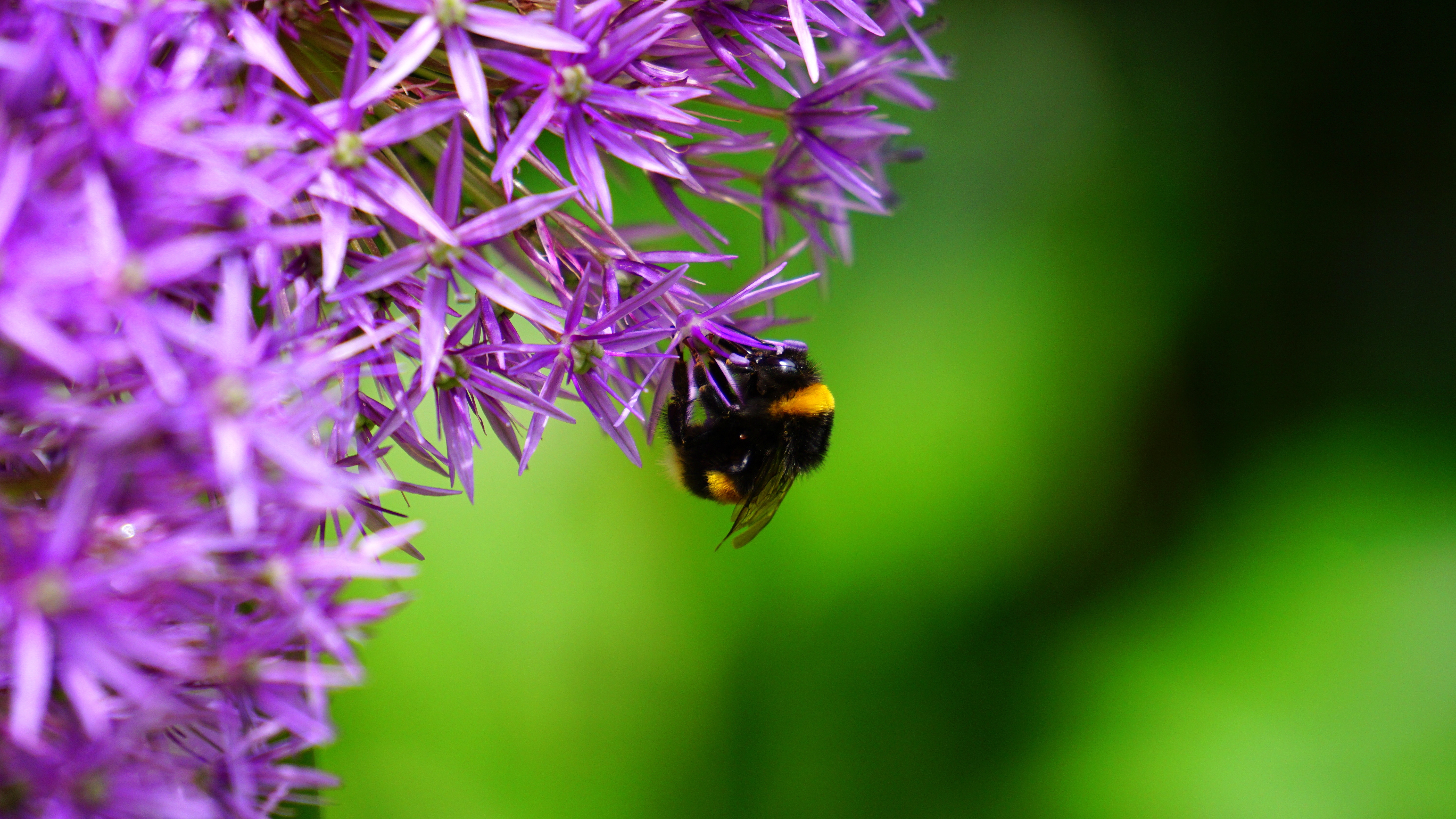 bumble bee on purple petaled flower