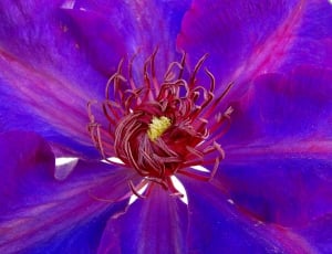 purple red and yellow flower thumbnail