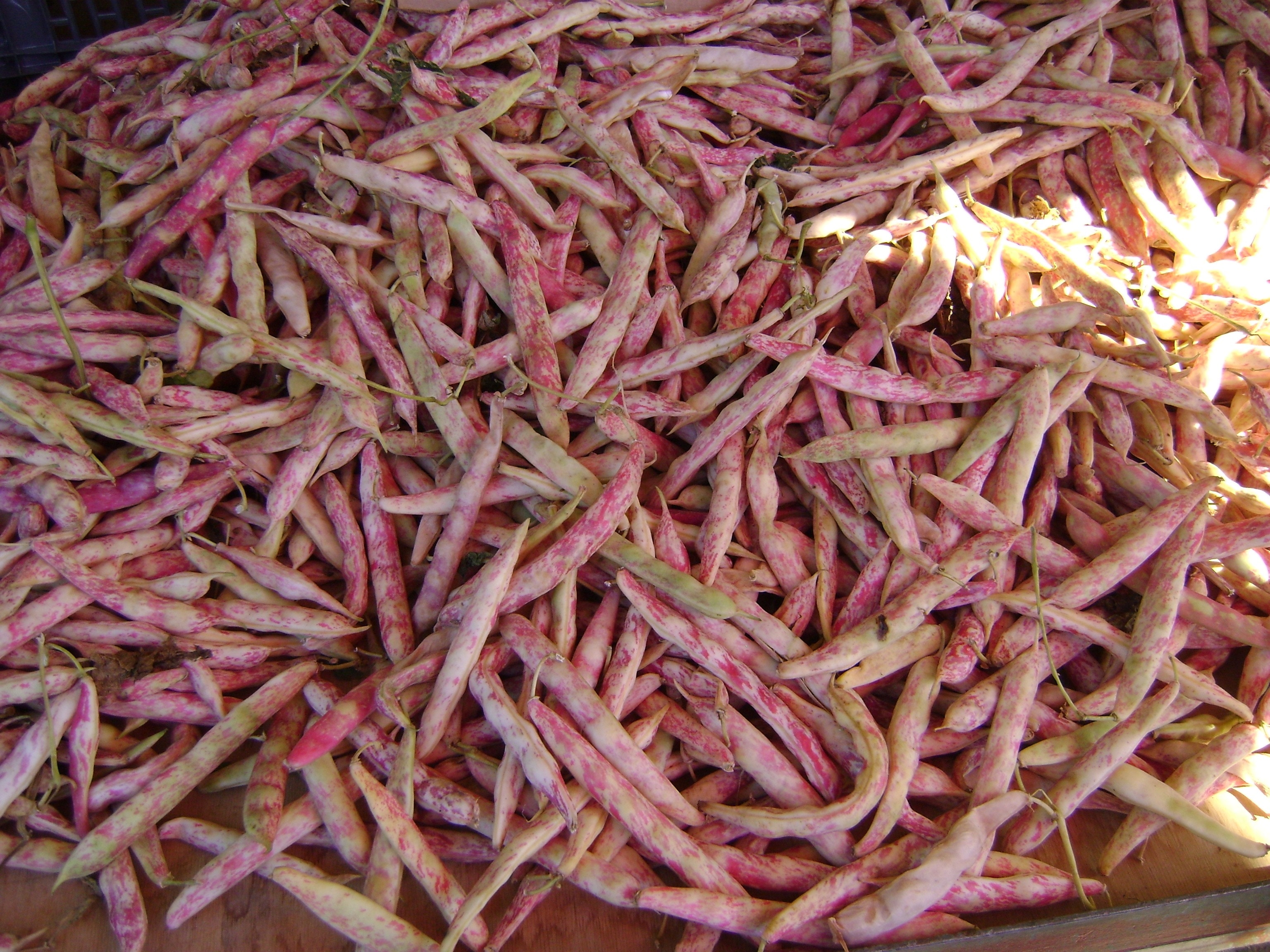 pink and brown vegetable lot