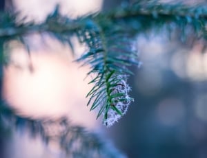 green pine leaves in selective focus photography thumbnail