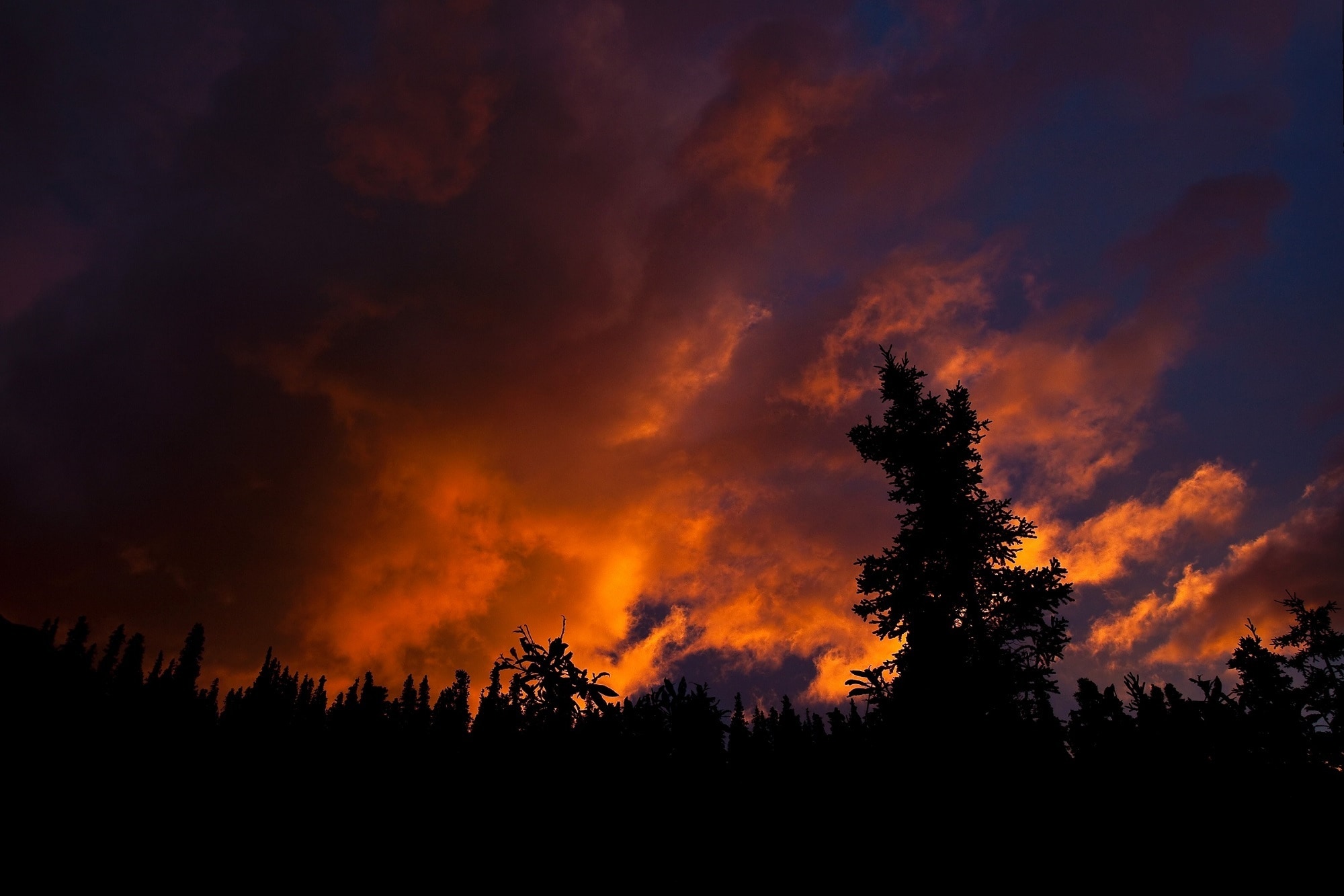 silhouette of trees under golden sunset