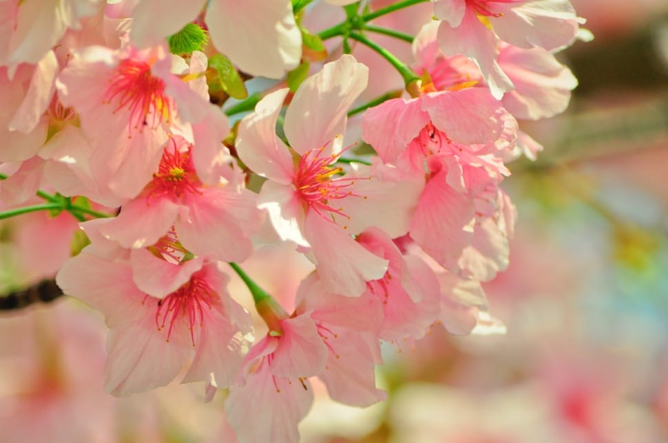 Plant, Flower, Spring, Cherry Blossoms, flower, pink color preview