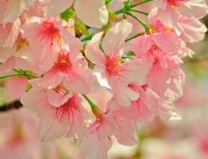 Plant, Flower, Spring, Cherry Blossoms, flower, pink color thumbnail