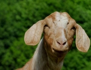 Floppy Ears, Animals, Geitekop, Goat, domestic animals, livestock thumbnail