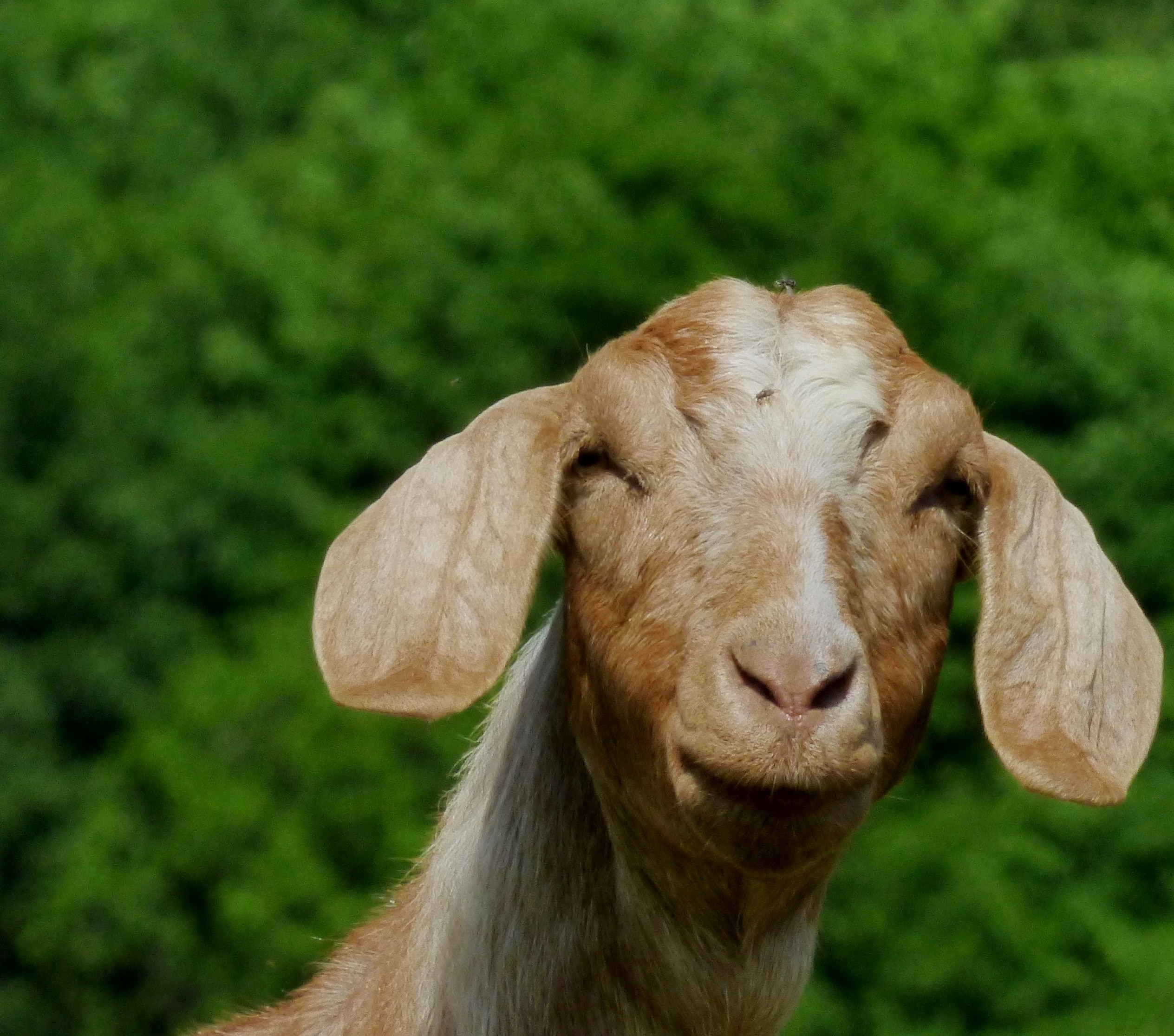 Ушами порода козы