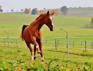 brown horse running on green grass during daytime thumbnail