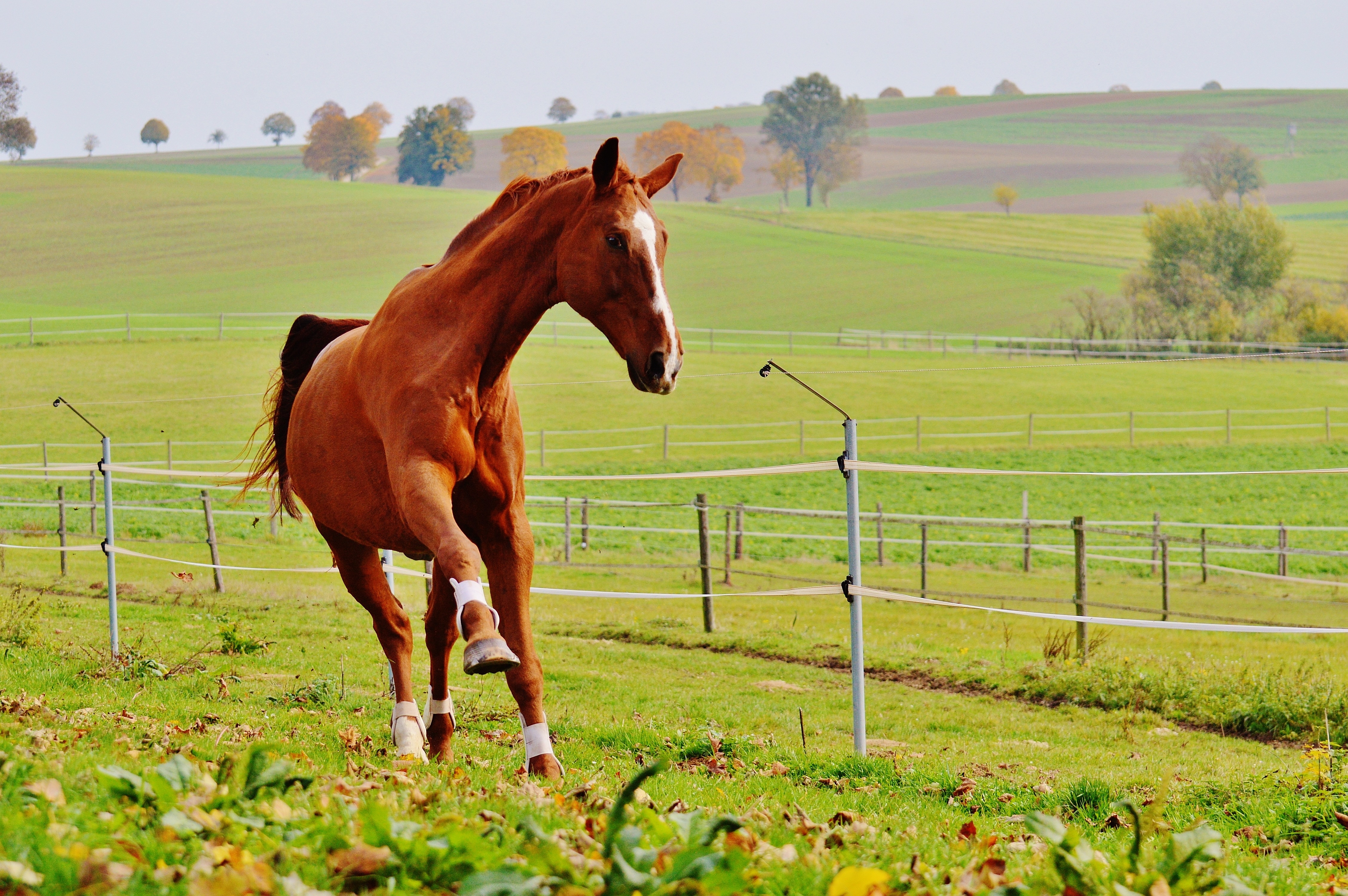 brown horse running on green grass during daytime