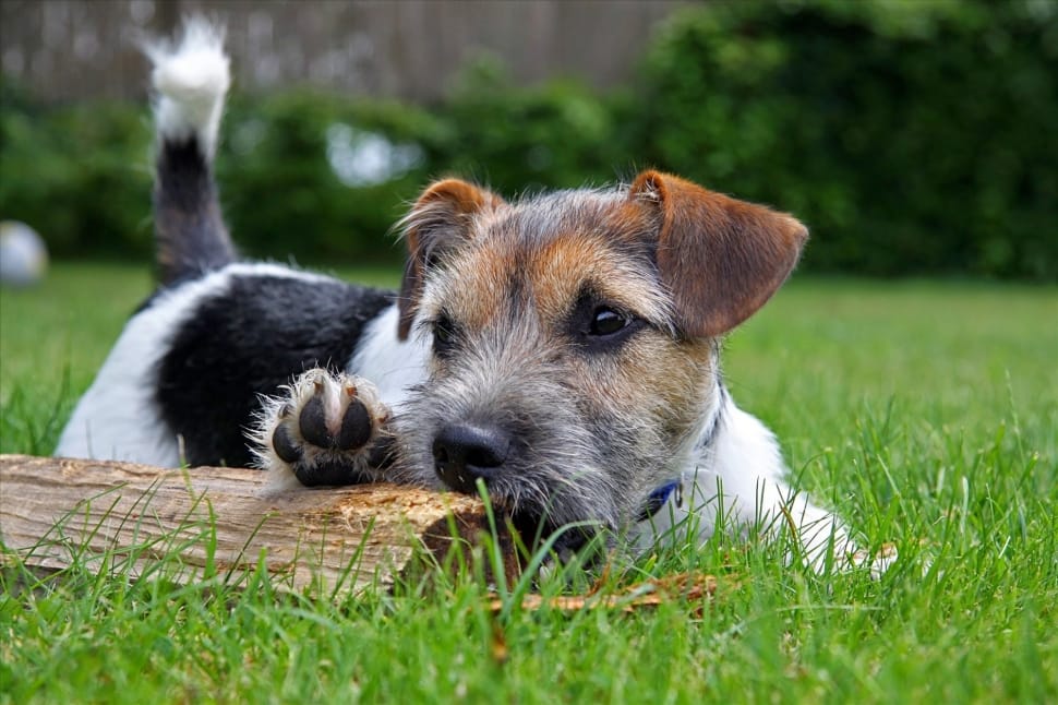 tricolor parson russell terrier puppy on grass field preview