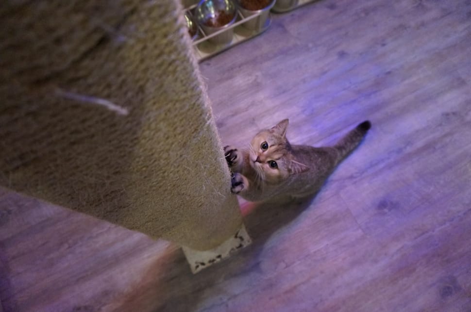 brown tabby cat with two paws on a cat scratching pole preview