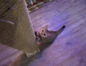 brown tabby cat with two paws on a cat scratching pole thumbnail