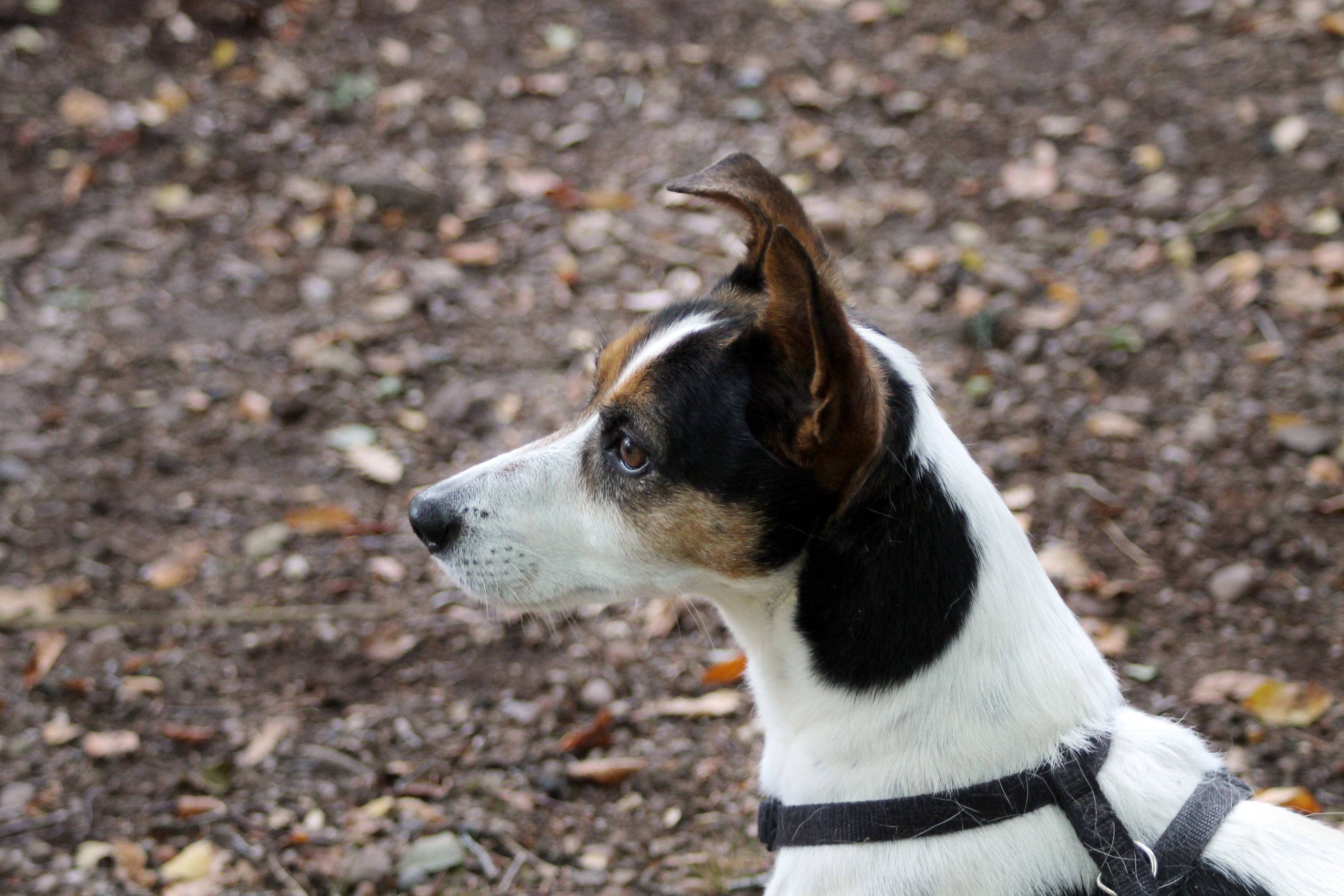 White Black And Brown Short Hair Coated Dog On Brown Soil Free