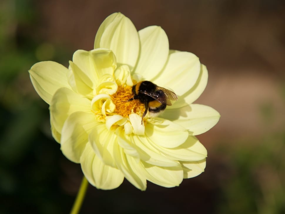 Flower, Nature, Insect, Hummel, Plant, insect, flower preview