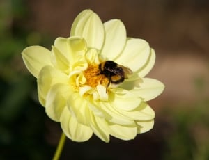 Flower, Nature, Insect, Hummel, Plant, insect, flower thumbnail