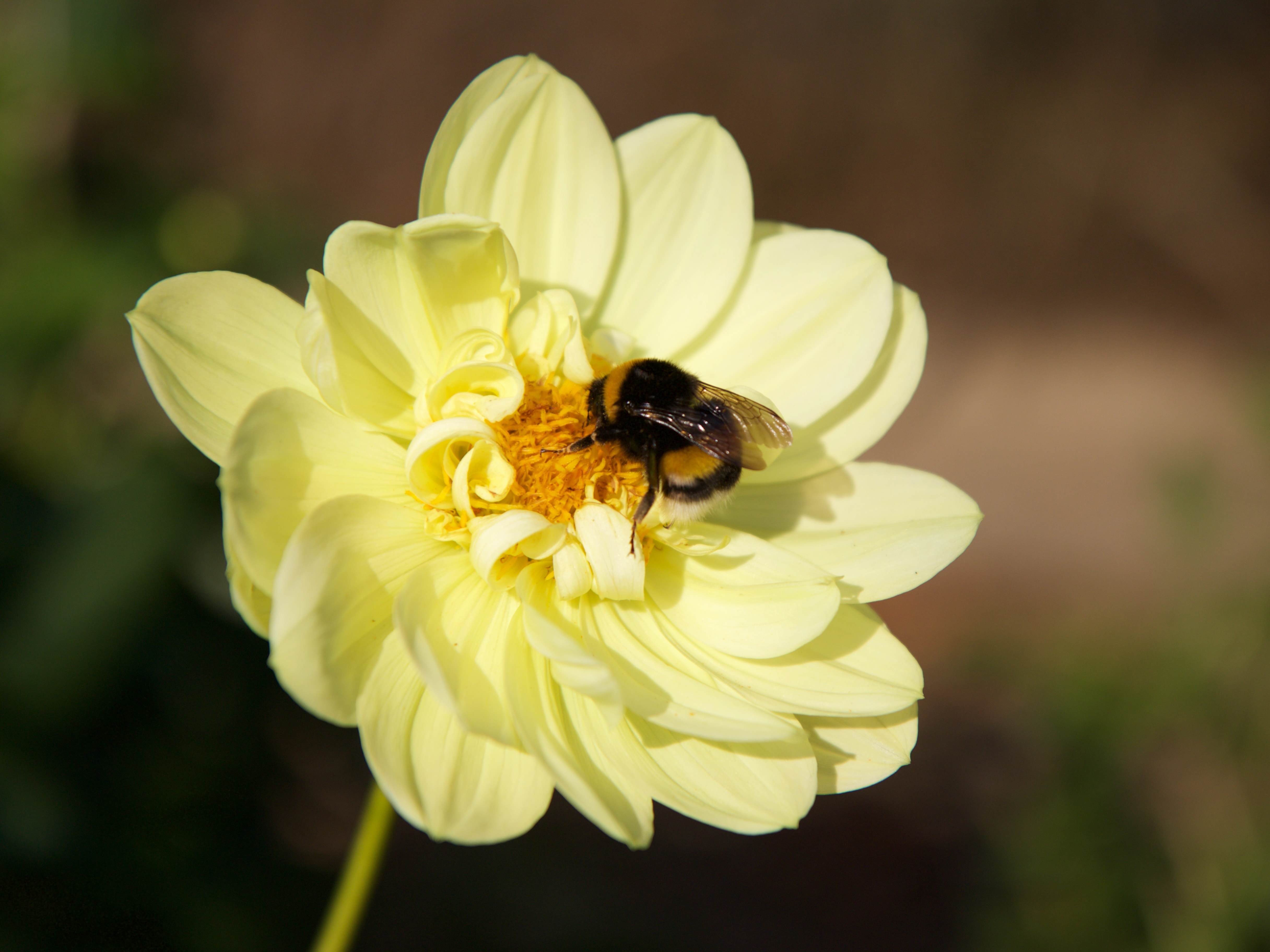 Flower, Nature, Insect, Hummel, Plant, insect, flower