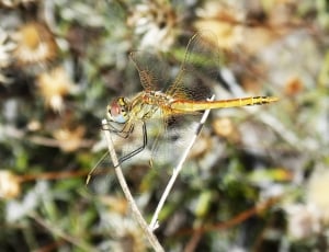 Dragonfly, Colors, Insect, Bello, Wings, one animal, animal themes thumbnail