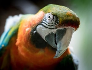 green white and orange feathered parakeet thumbnail