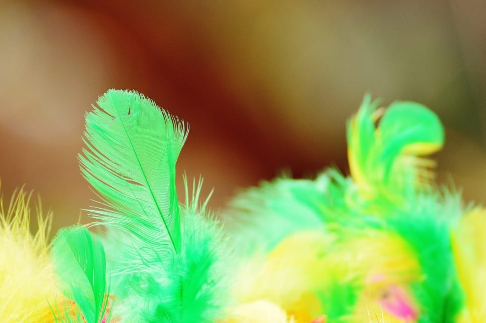 Colorful, Cat, Feather, Toys, Foam Balls, green color, selective focus preview