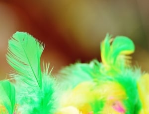 Colorful, Cat, Feather, Toys, Foam Balls, green color, selective focus thumbnail