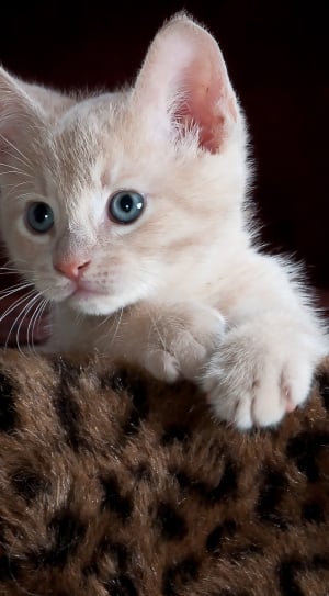 white kitten thumbnail