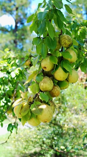 Tree, Pears, Freshness, Fruit, Colorful, fruit, growth thumbnail