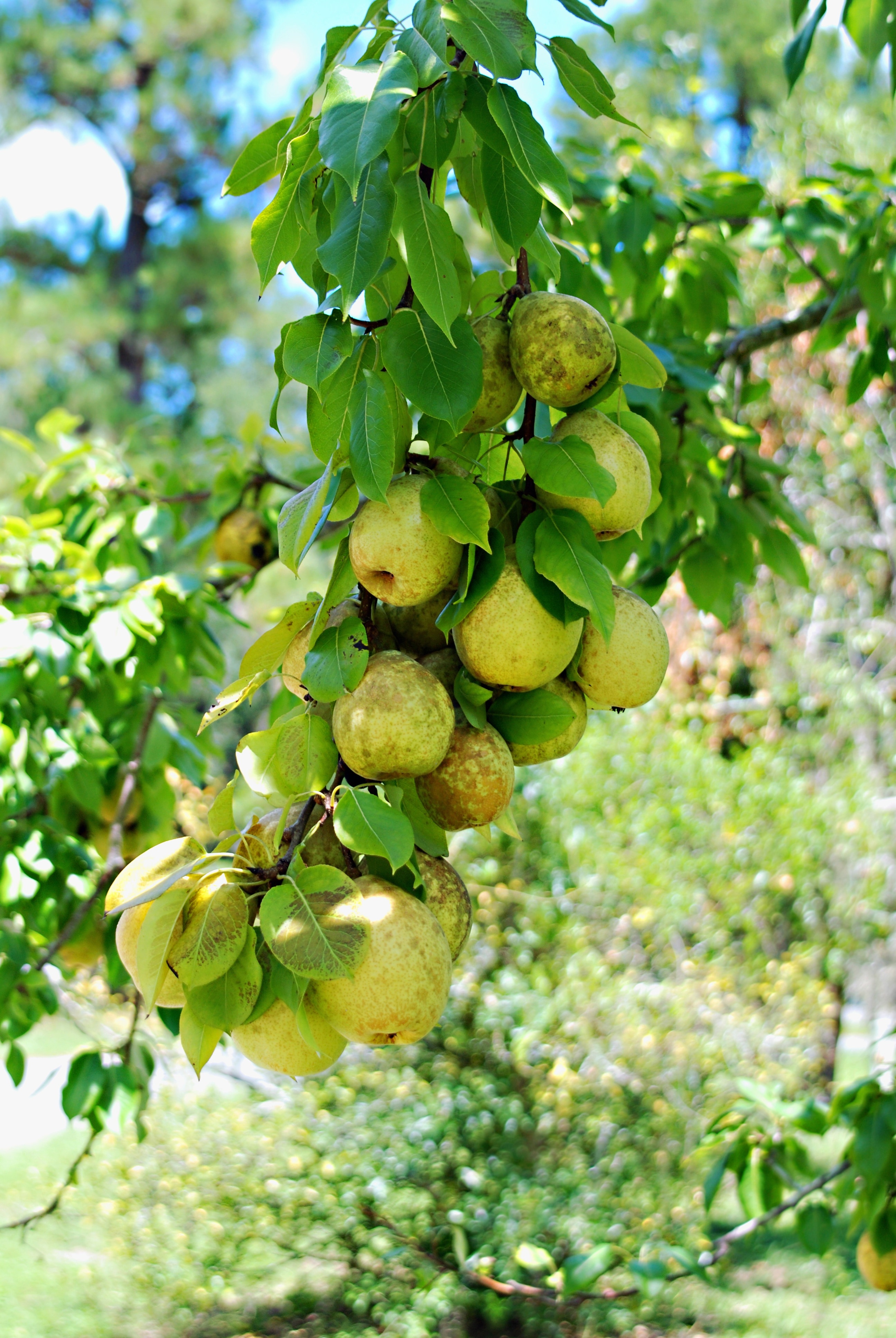 Tree, Pears, Freshness, Fruit, Colorful, fruit, growth