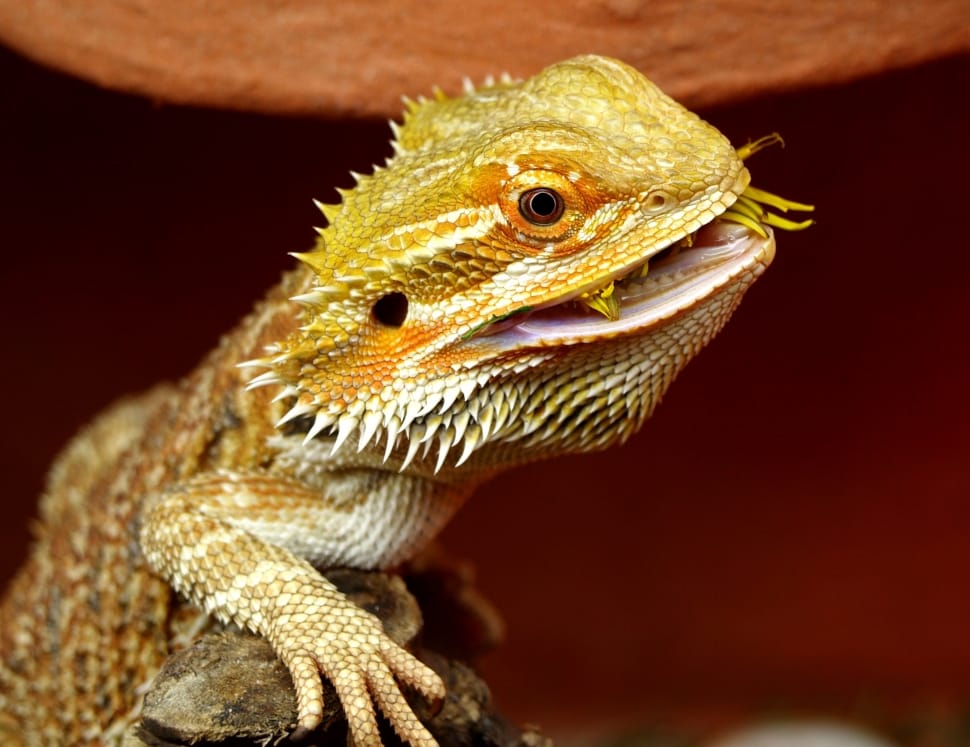 how to train bearded dragon to eat dried food?