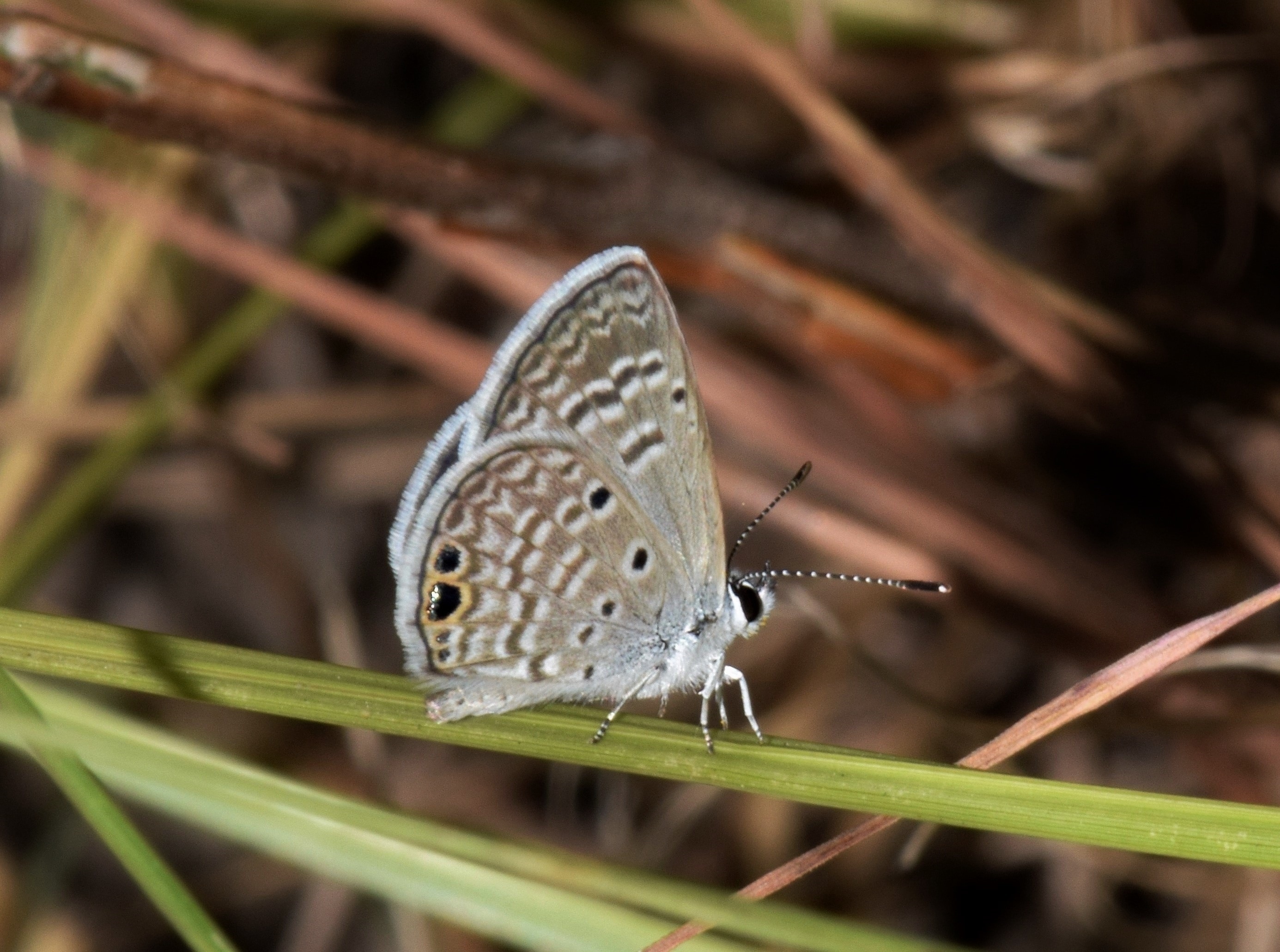 silver studded blue butterfly