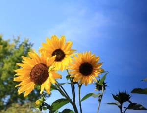 3 sunflowers on leaves thumbnail