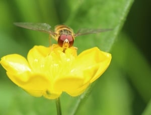 yellow petal flower with bee thumbnail