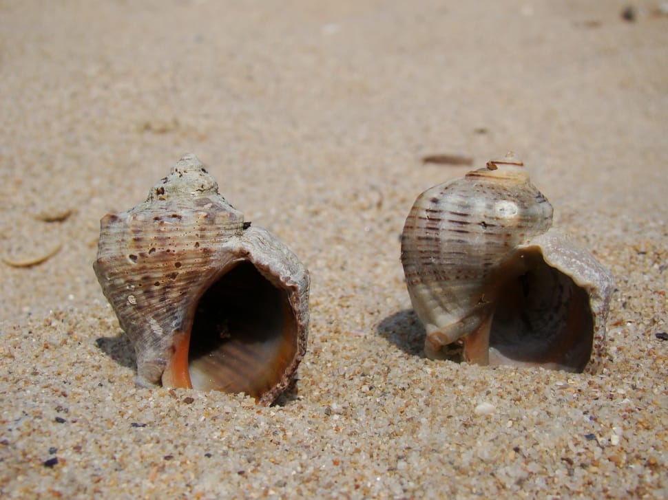 2 sea shells preview