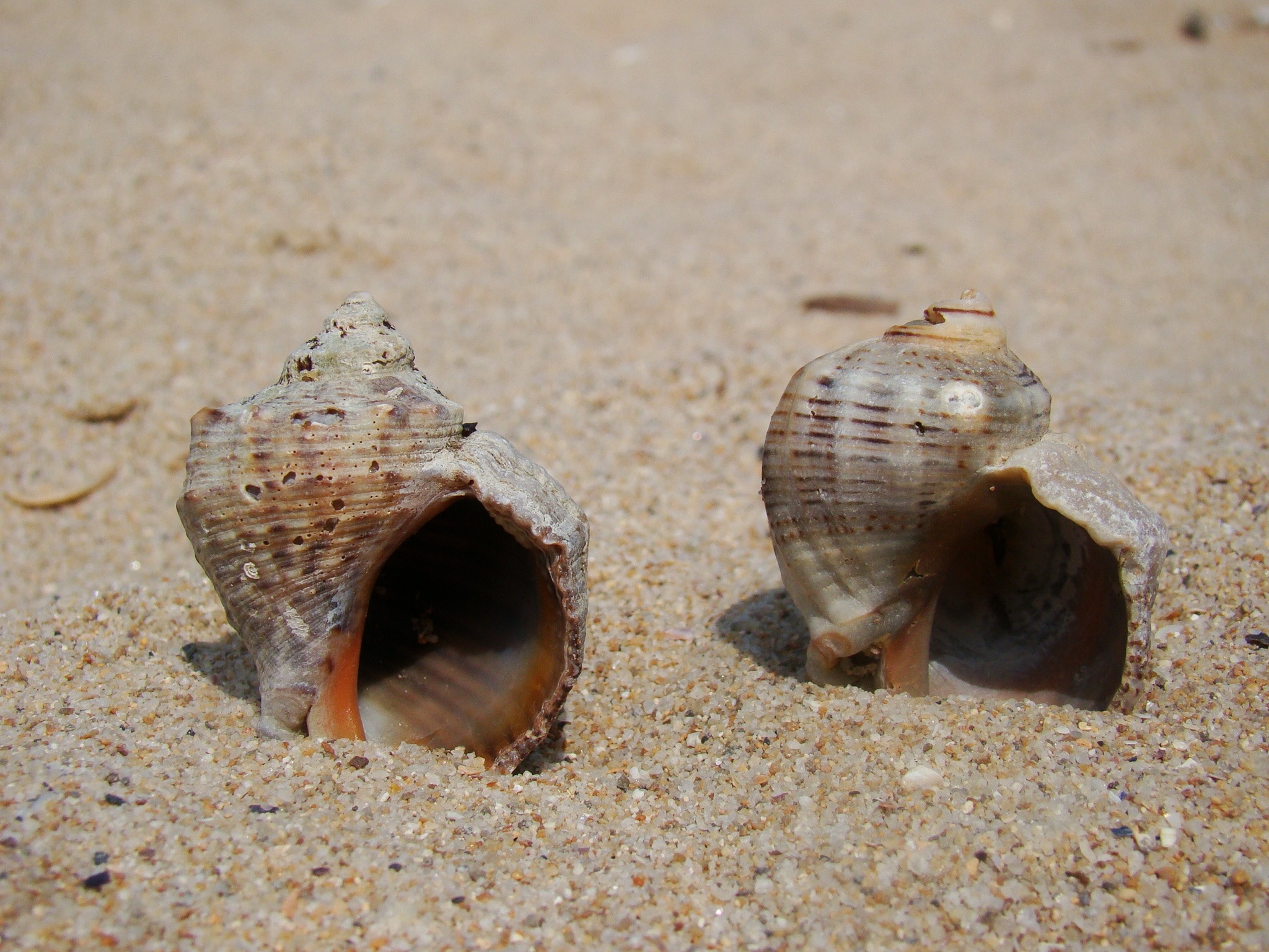 2 sea shells