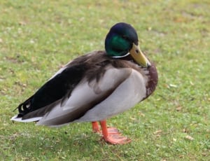 mallard duck thumbnail