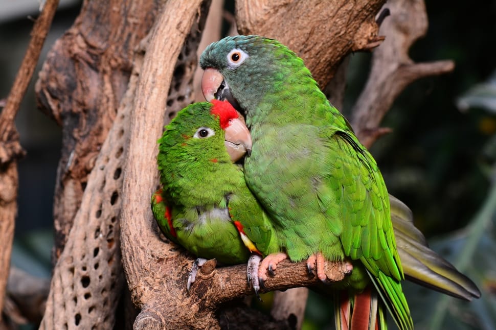 two rose ringed parakeets preview