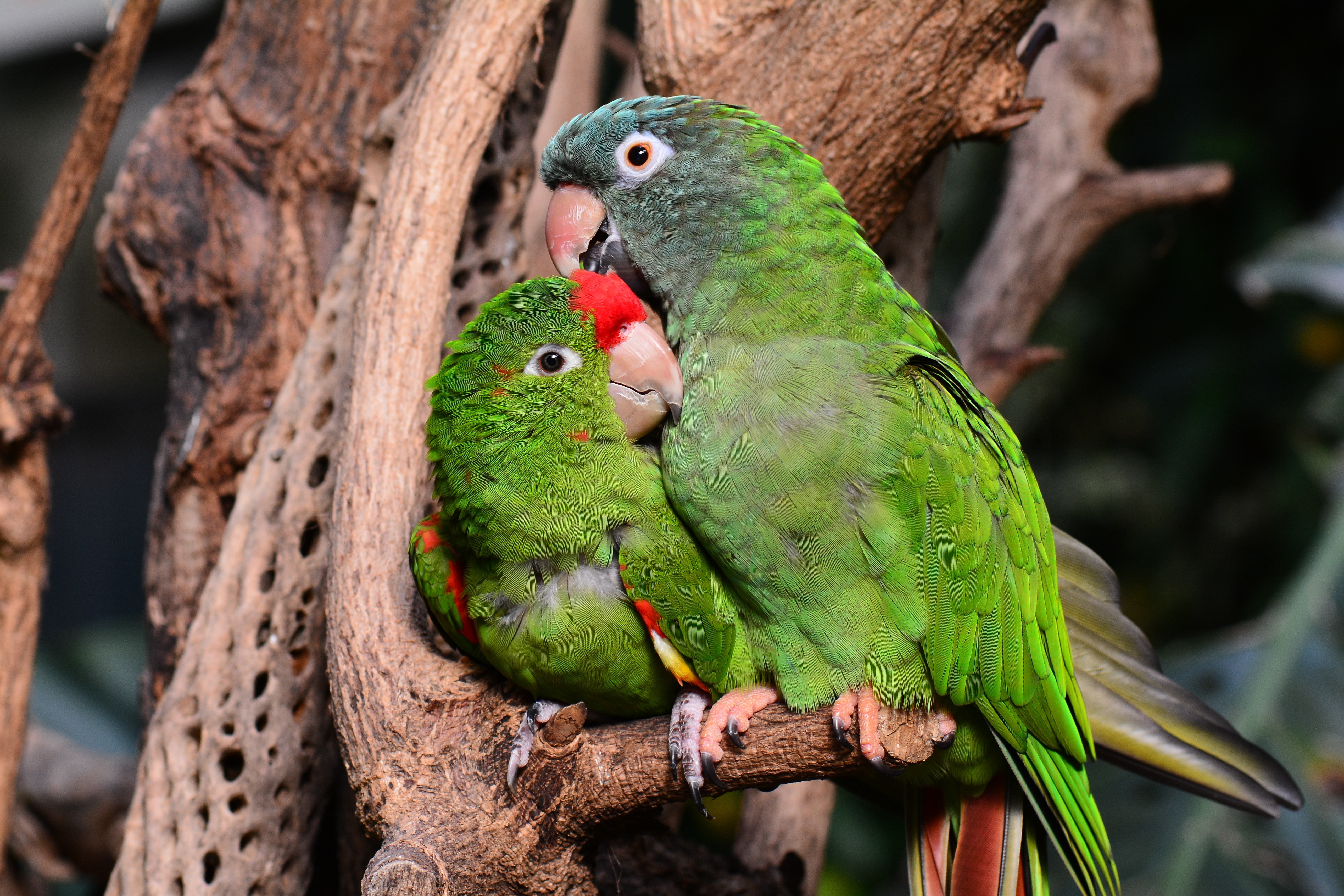 two rose ringed parakeets