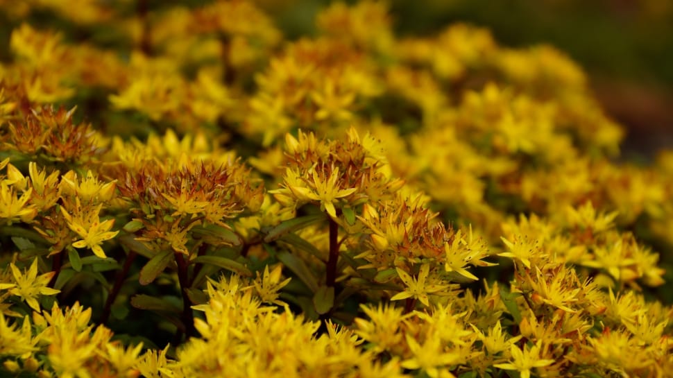 yellow and brown petaled flower lot preview