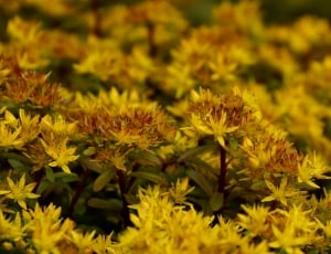 yellow and brown petaled flower lot thumbnail